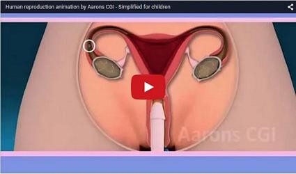 Human reproduction - educational animation 